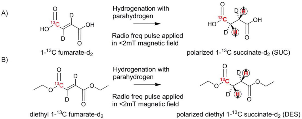 Towards Real-time Metabolic Profiling of Cancer with Hyperpolarized Succinate.