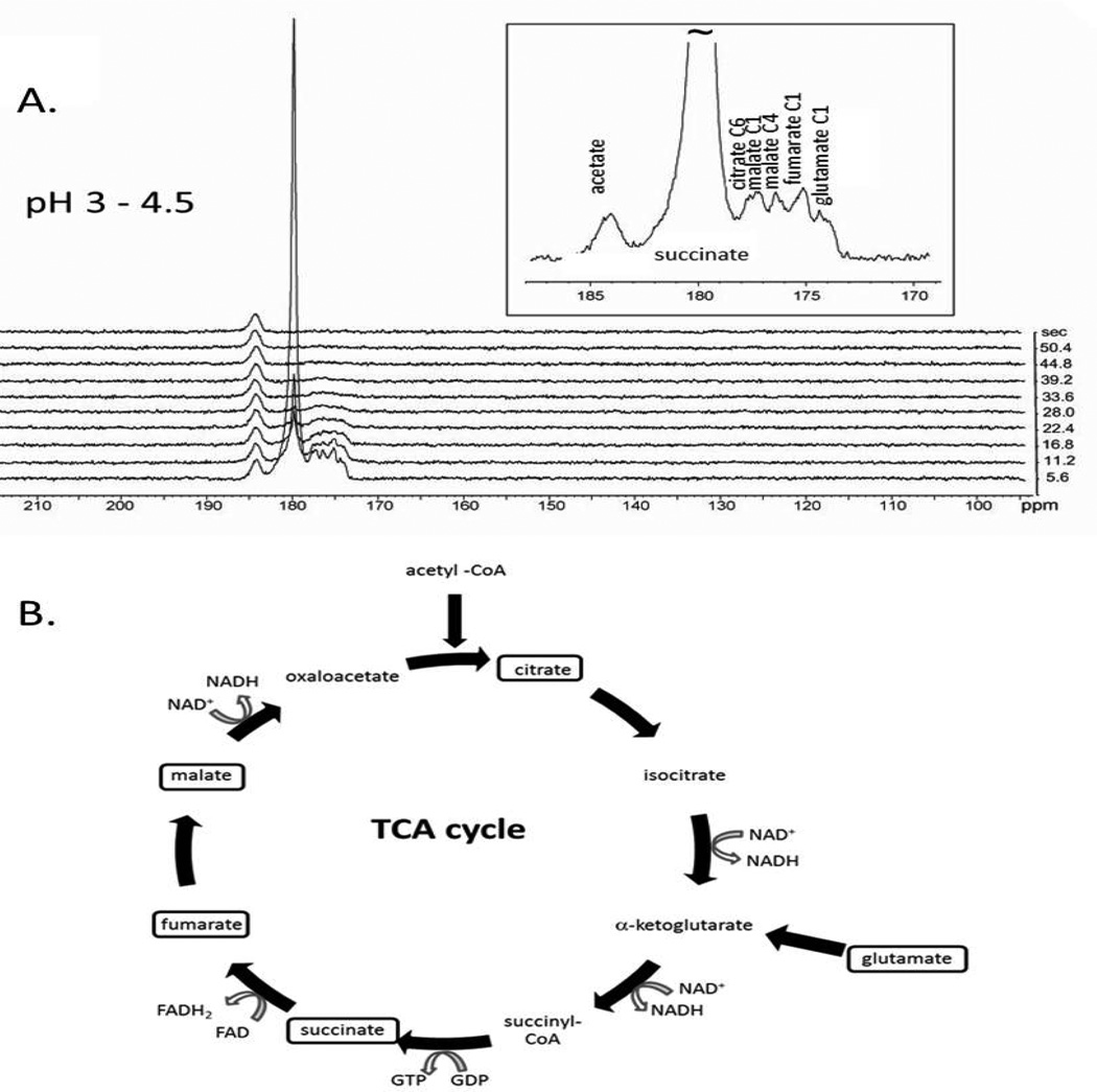 Towards Real-time Metabolic Profiling of Cancer with Hyperpolarized Succinate.