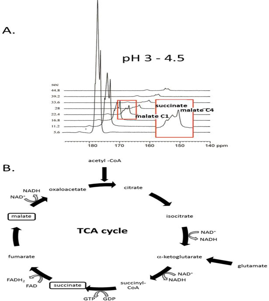 Towards Real-time Metabolic Profiling of Cancer with Hyperpolarized Succinate.