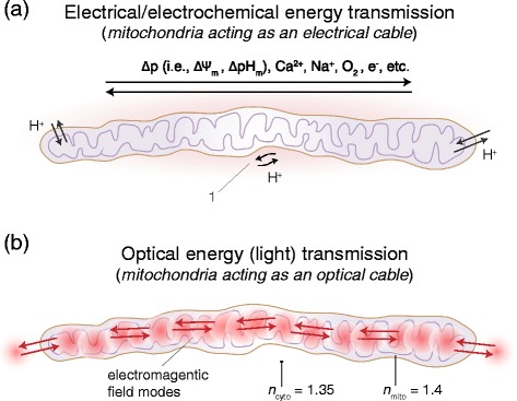 Long range physical cell-to-cell signalling via mitochondria inside membrane nanotubes: a hypothesis.