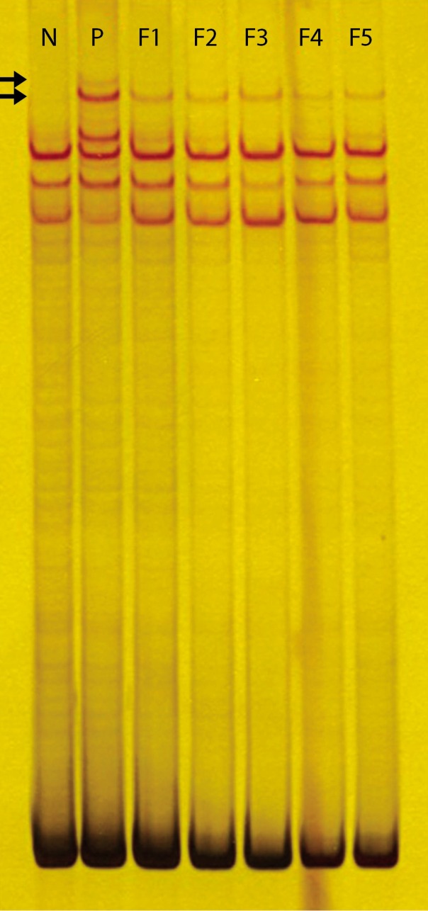 Abstract Image
