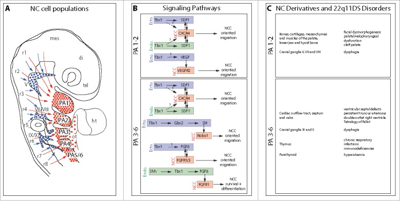 SDF1-CXCR4 signaling: A new player involved in DiGeorge/22q11-deletion syndrome.