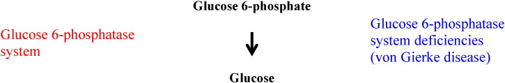 Glycogen metabolism in humans