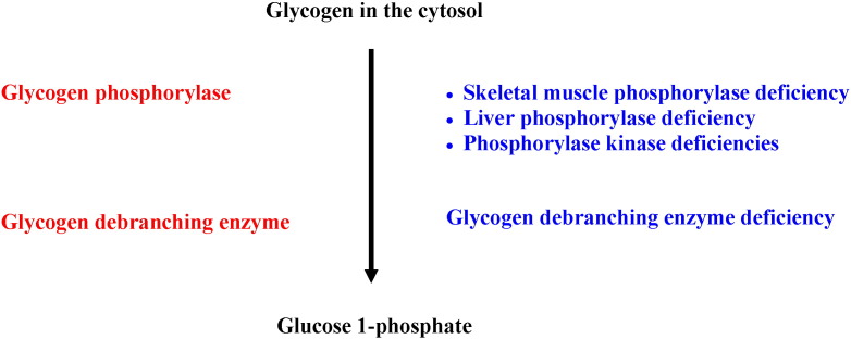 Glycogen metabolism in humans