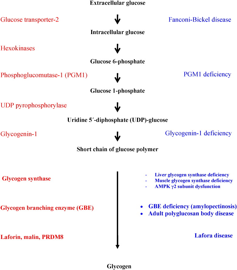 Glycogen metabolism in humans