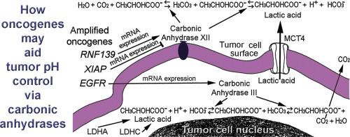 Glioblastomas with copy number gains in EGFR and RNF139 show increased expressions of carbonic anhydrase genes transformed by ENO1