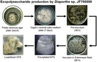 Screening of endophytic sources of exopolysaccharides: Preliminary characterization of crude exopolysaccharide produced by submerged culture of Diaporthe sp. JF766998 under different cultivation time