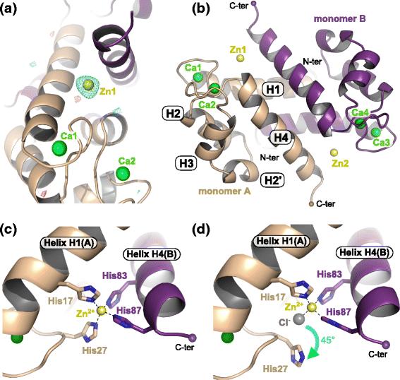 Crystal structure of human S100A8 in complex with zinc and calcium