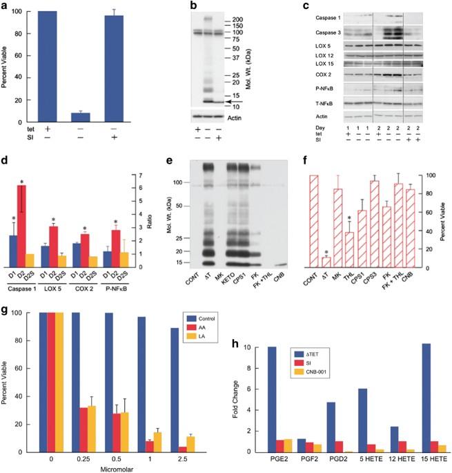 Amyloid proteotoxicity initiates an inflammatory response blocked by cannabinoids