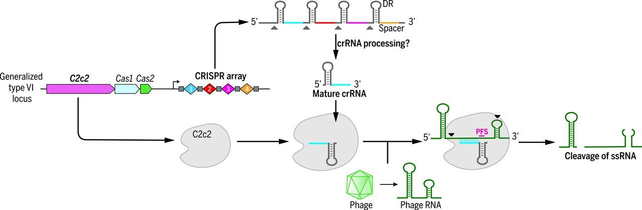 C2c2 is a single-component programmable RNA-guided RNA-targeting CRISPR effector