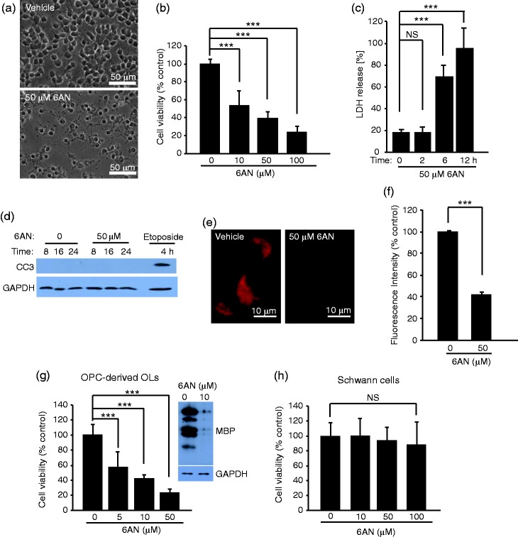 Antioxidant Protection of NADPH-Depleted Oligodendrocyte Precursor Cells Is Dependent on Supply of Reduced Glutathione.