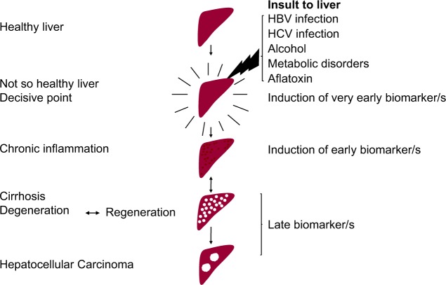 Tissue- and Serum-Associated Biomarkers of Hepatocellular Carcinoma.