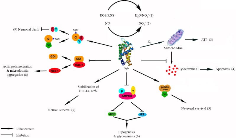 Brain globins in physiology and pathology.