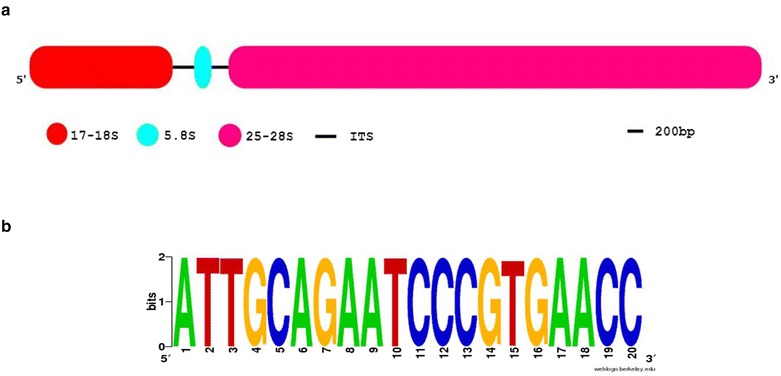 Identification and validation of Aeluropus littoralis reference genes for Quantitative Real-Time PCR Normalization.