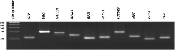 Identification and validation of Aeluropus littoralis reference genes for Quantitative Real-Time PCR Normalization.