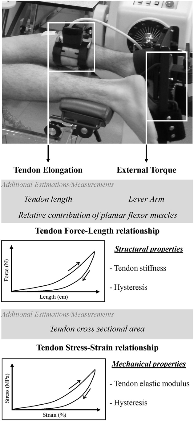New Imaging Methods for Non-invasive Assessment of Mechanical, Structural, and Biochemical Properties of Human Achilles Tendon: A Mini Review.