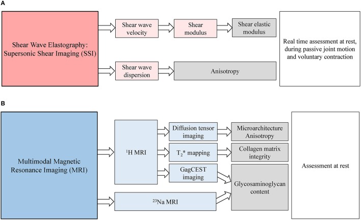 New Imaging Methods for Non-invasive Assessment of Mechanical, Structural, and Biochemical Properties of Human Achilles Tendon: A Mini Review.