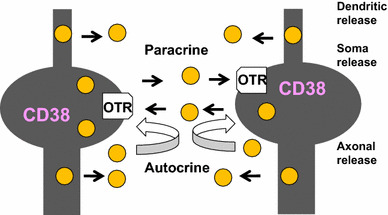 Somato-axodendritic release of oxytocin into the brain due to calcium amplification is essential for social memory.