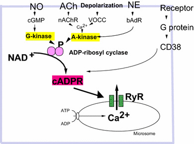 Somato-axodendritic release of oxytocin into the brain due to calcium amplification is essential for social memory.