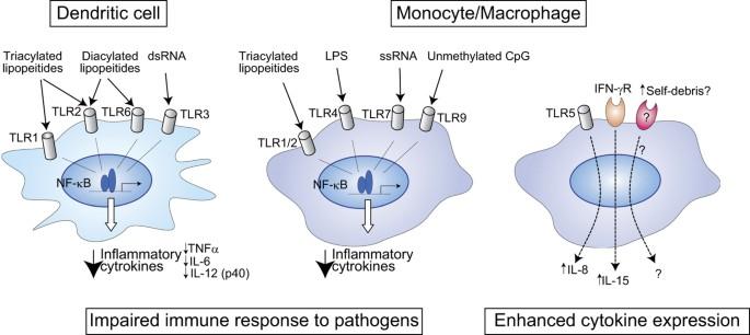 Macrophages in age-related chronic inflammatory diseases