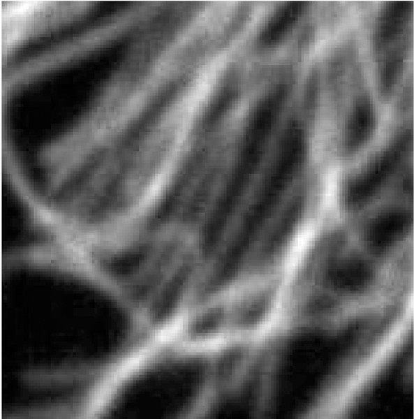 Determination of Statistical Properties of Microtubule Populations.