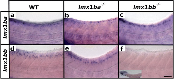 Lmx1b is required for the glutamatergic fates of a subset of spinal cord neurons.