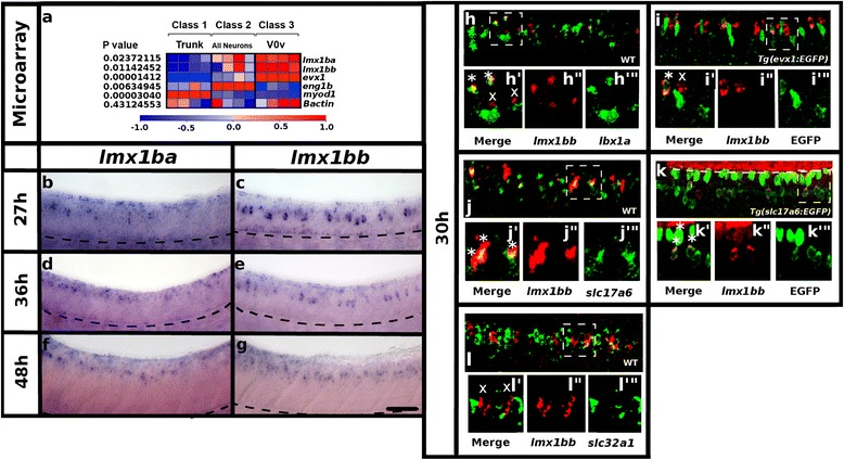 Lmx1b is required for the glutamatergic fates of a subset of spinal cord neurons.