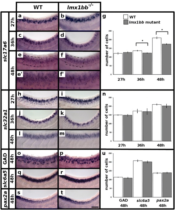 Lmx1b is required for the glutamatergic fates of a subset of spinal cord neurons.