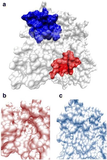 Evaluation of a novel virtual screening strategy using receptor decoy binding sites.