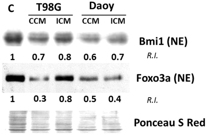 Diffusible Factors Secreted by Glioblastoma and Medulloblastoma Cells Induce Oxidative Stress in Bystander Neural Stem Progenitors.