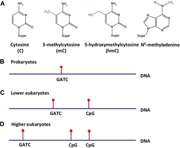 The Evolution of Epigenetics: From Prokaryotes to Humans and Its Biological Consequences.