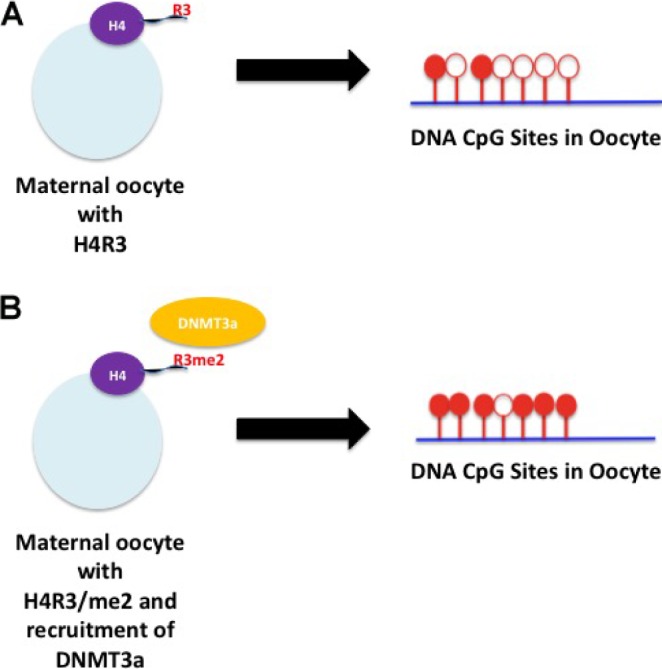 The Evolution of Epigenetics: From Prokaryotes to Humans and Its Biological Consequences.