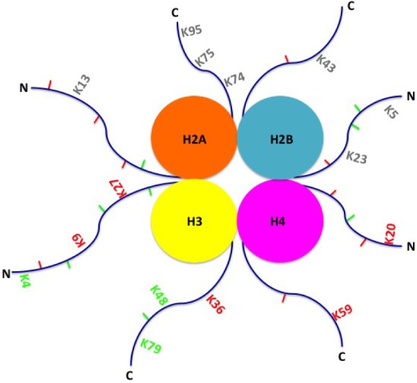 The Evolution of Epigenetics: From Prokaryotes to Humans and Its Biological Consequences.