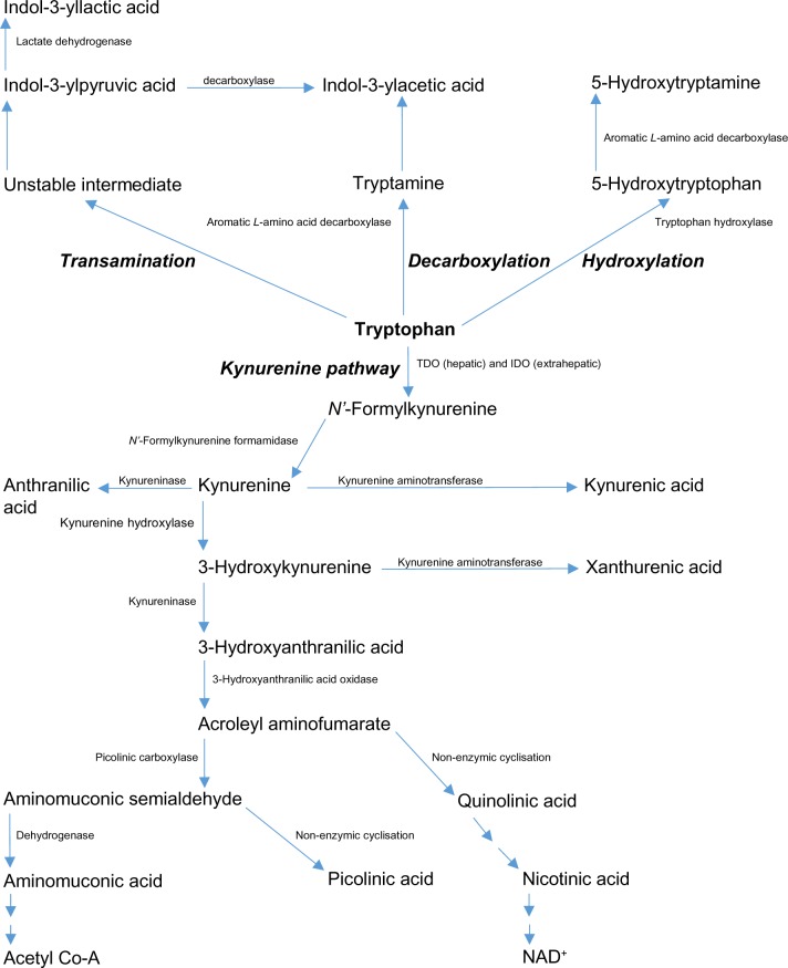 Assessment of the Human Kynurenine Pathway: Comparisons and Clinical Implications of Ethnic and Gender Differences in Plasma Tryptophan, Kynurenine Metabolites, and Enzyme Expressions at Baseline and After Acute Tryptophan Loading and Depletion.