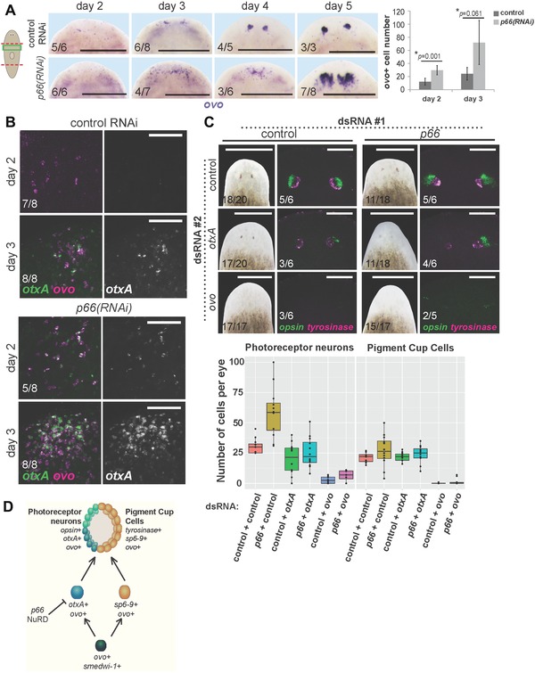 The NuRD complex component p66 suppresses photoreceptor neuron regeneration in planarians.