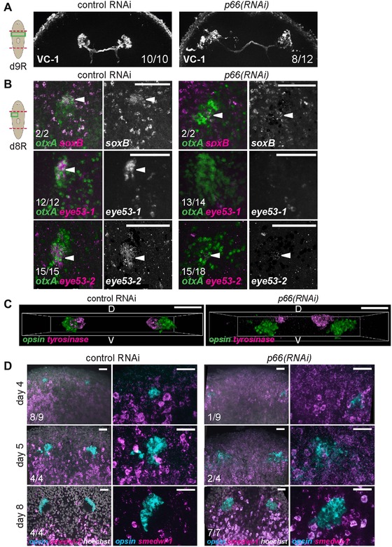 The NuRD complex component p66 suppresses photoreceptor neuron regeneration in planarians.