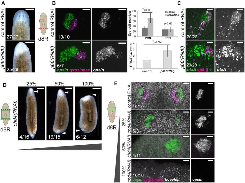 The NuRD complex component p66 suppresses photoreceptor neuron regeneration in planarians.