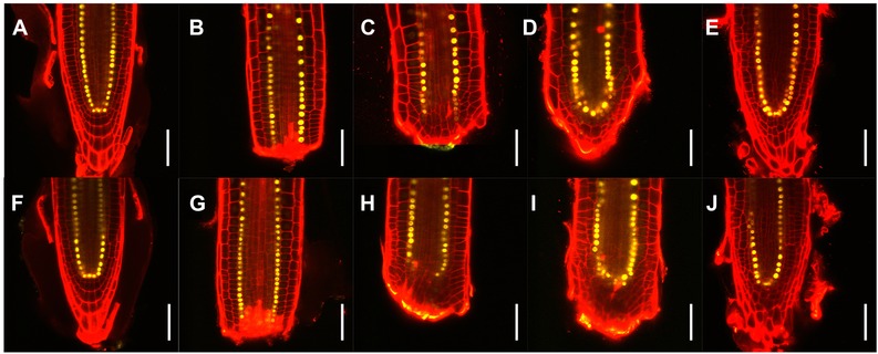 Externally imposed electric field enhances plant root tip regeneration.