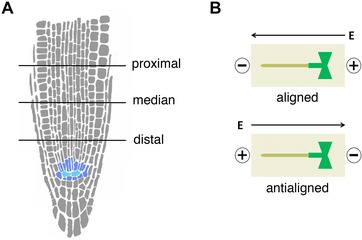 Externally imposed electric field enhances plant root tip regeneration.