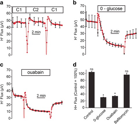 The gastric H,K-ATPase in stria vascularis contributes to pH regulation of cochlear endolymph but not to K secretion.