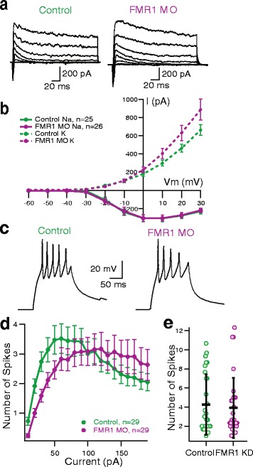 Fragile X mental retardation protein knockdown in the developing Xenopus tadpole optic tectum results in enhanced feedforward inhibition and behavioral deficits.