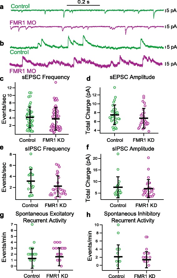 Fragile X mental retardation protein knockdown in the developing Xenopus tadpole optic tectum results in enhanced feedforward inhibition and behavioral deficits.