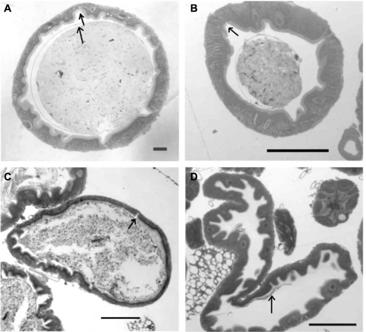 Plant Defense Inhibitors Affect the Structures of Midgut Cells in Drosophila melanogaster and Callosobruchus maculatus.