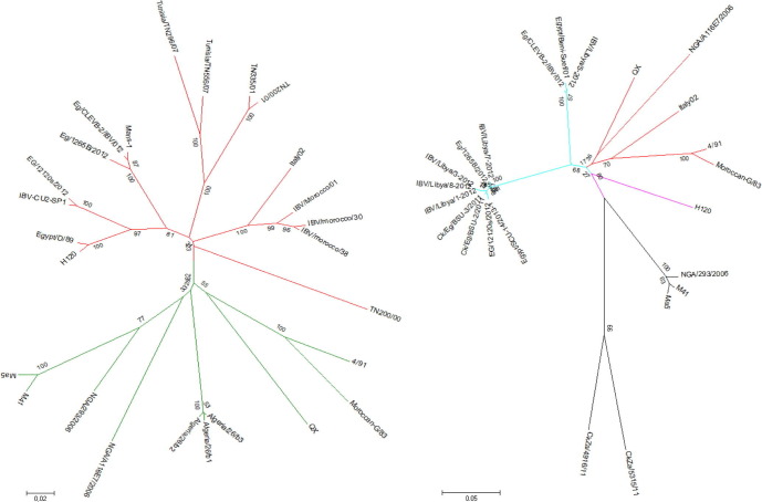 Current situation, genetic relationship and control measures of infectious bronchitis virus variants circulating in African regions