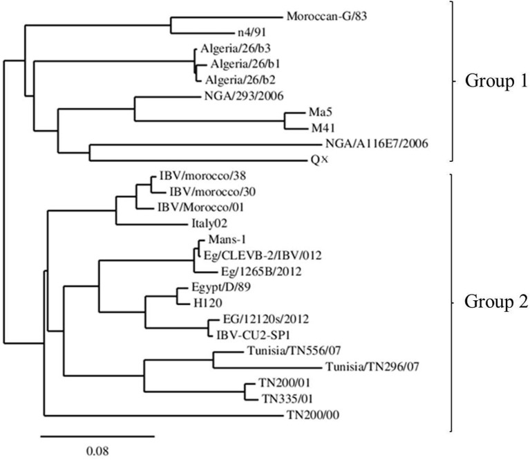 Current situation, genetic relationship and control measures of infectious bronchitis virus variants circulating in African regions