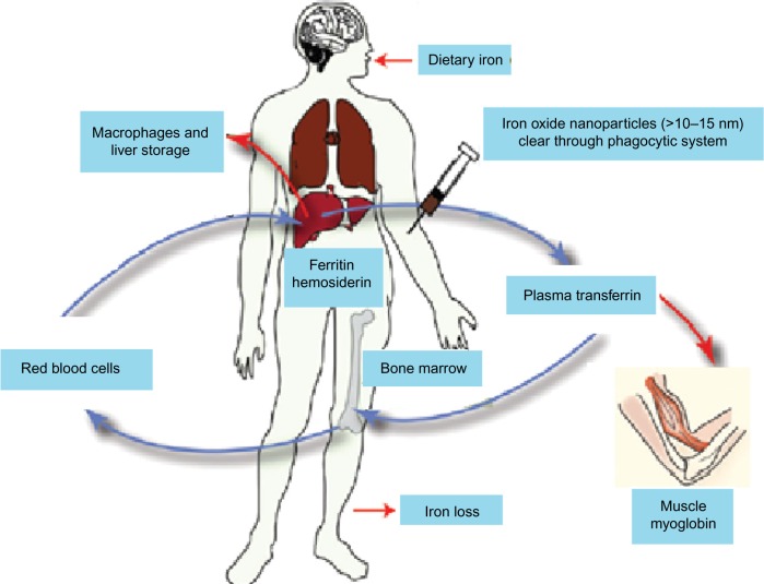 Synthesis, characterization, applications, and challenges of iron oxide nanoparticles.