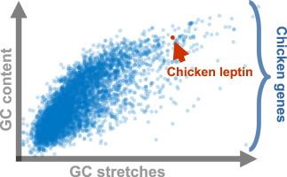 Identification of a GC-rich leptin gene in chicken