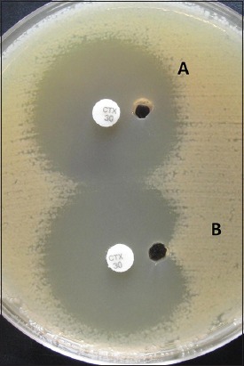 Phenotypic Detection and Antibiogram of β-lactamase-producing <i>Proteus</i> Species in a Tertiary Care Hospital, India.