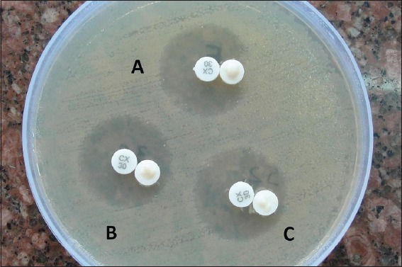 Phenotypic Detection and Antibiogram of β-lactamase-producing <i>Proteus</i> Species in a Tertiary Care Hospital, India.