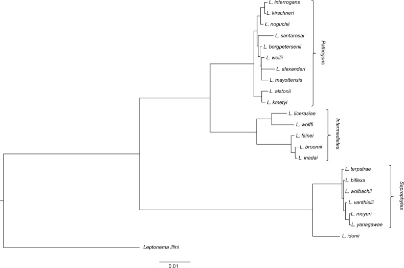 Leptospirosis: risk factors and management challenges in developing countries.